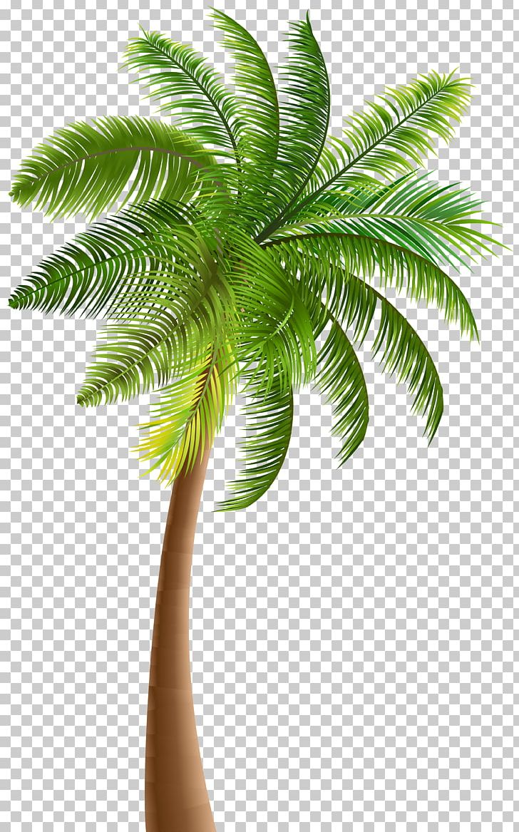 Detail Palm Tree Png Clipart Nomer 29