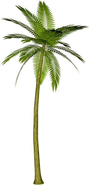 Detail Palm Tree Png Clipart Nomer 36