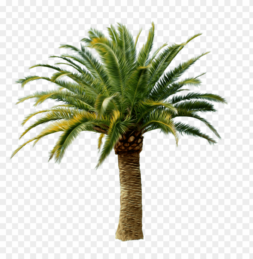 Detail Palm Tree Png Clipart Nomer 55
