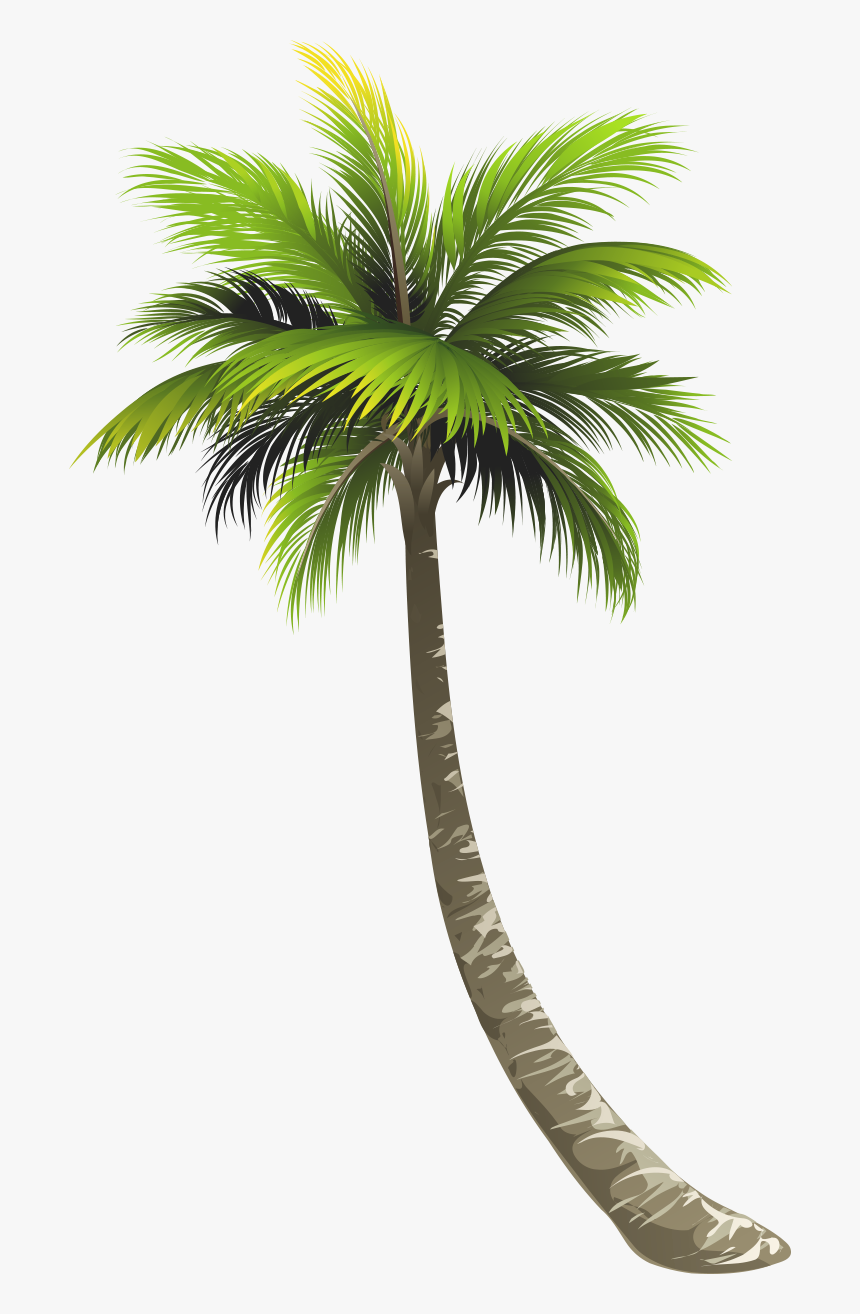 Detail Palm Tree Png Vector Nomer 43