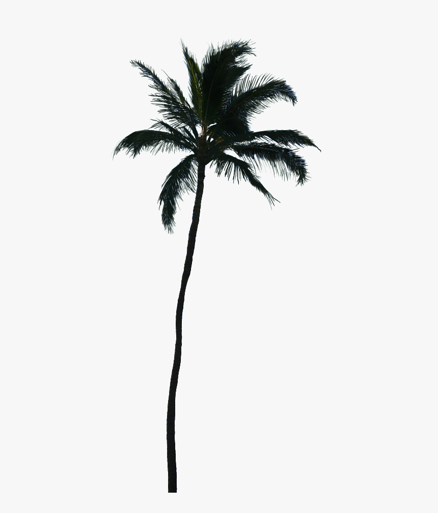 Detail Palm Tree Png Vector Nomer 54