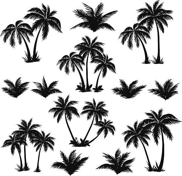 Detail Palm Tree Silhouette Clip Art Nomer 3