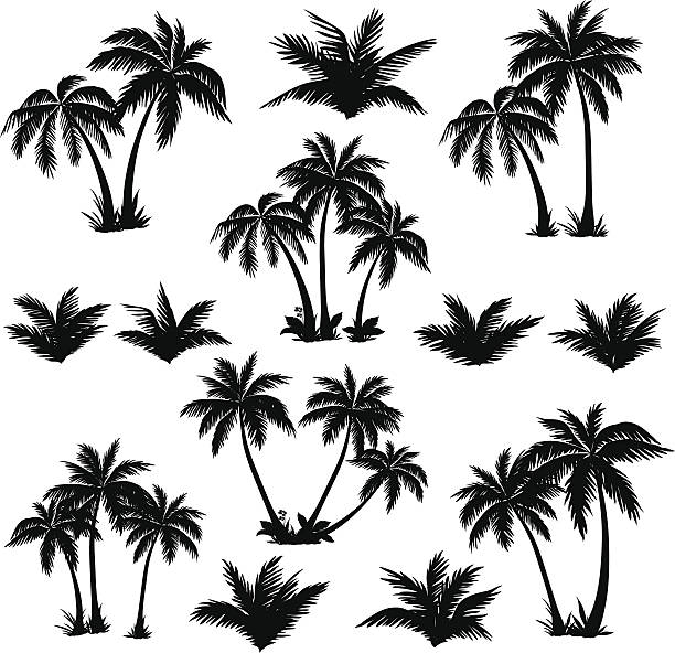 Detail Palm Tree Silhouette Clipart Nomer 4