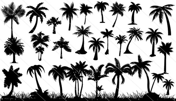 Detail Palm Tree Silhouette Clipart Nomer 40