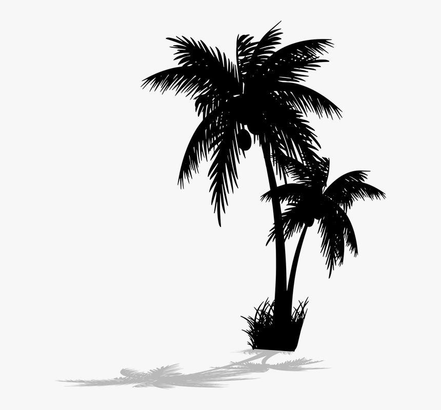 Detail Palm Tree Silhouette Png Nomer 45