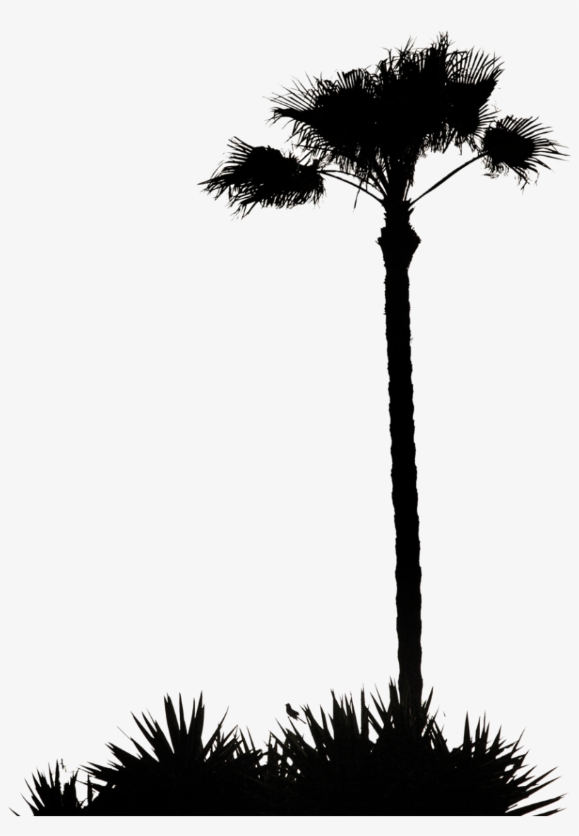 Detail Palm Tree Silhouette Png Nomer 54