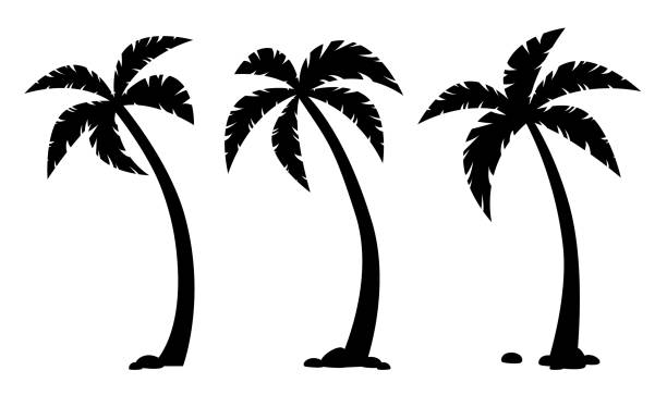 Detail Palm Tree Silhouette Vector Free Nomer 22