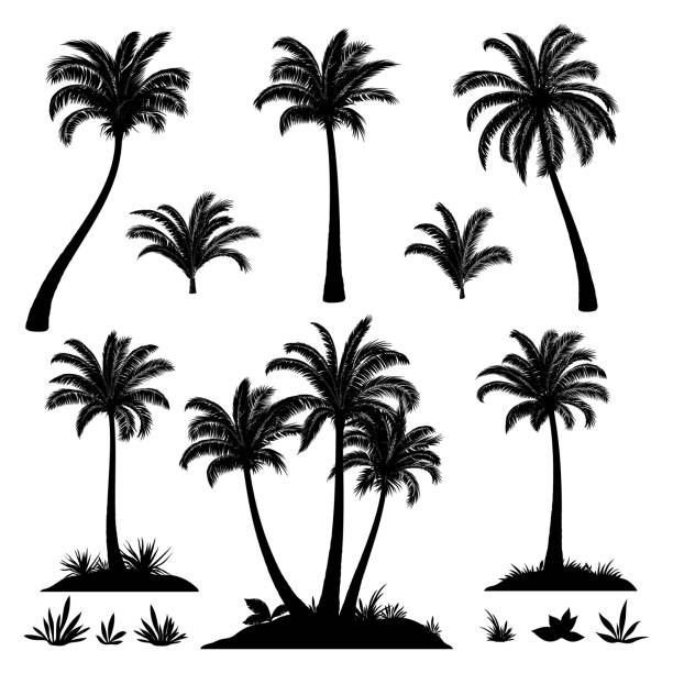 Detail Palm Tree Silhouette Vector Free Nomer 27