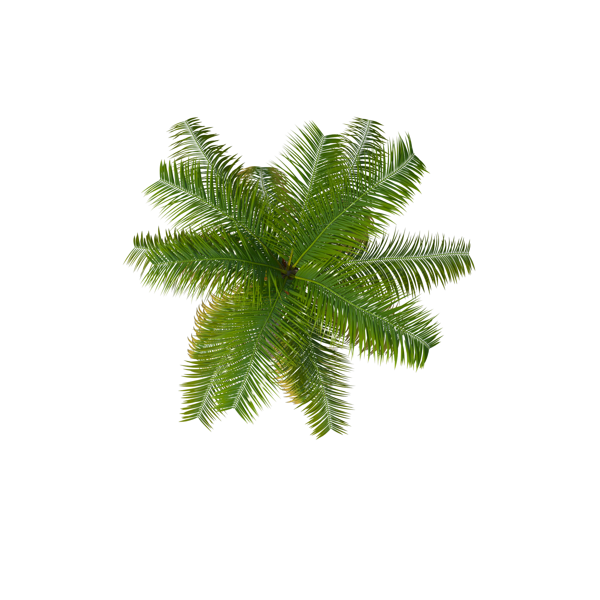 Palm Tree Top View Png - KibrisPDR