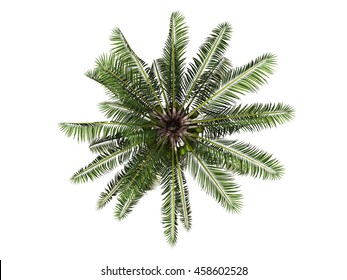 Detail Palm Tree Top View Png Nomer 18