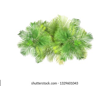 Detail Palm Tree Top View Png Nomer 19