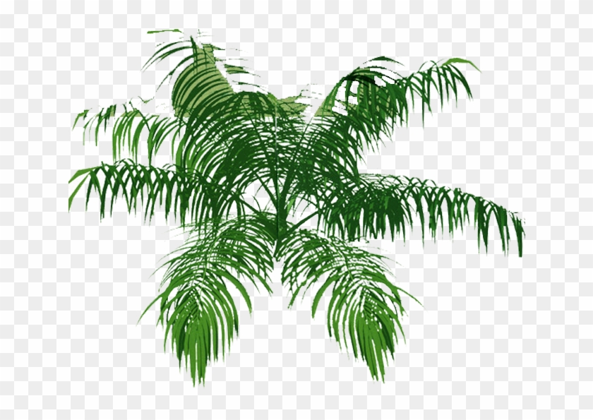 Detail Palm Tree Top View Png Nomer 21