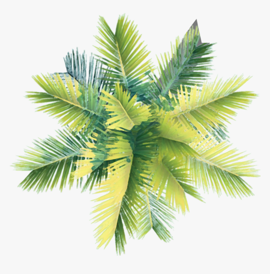 Detail Palm Tree Top View Png Nomer 29