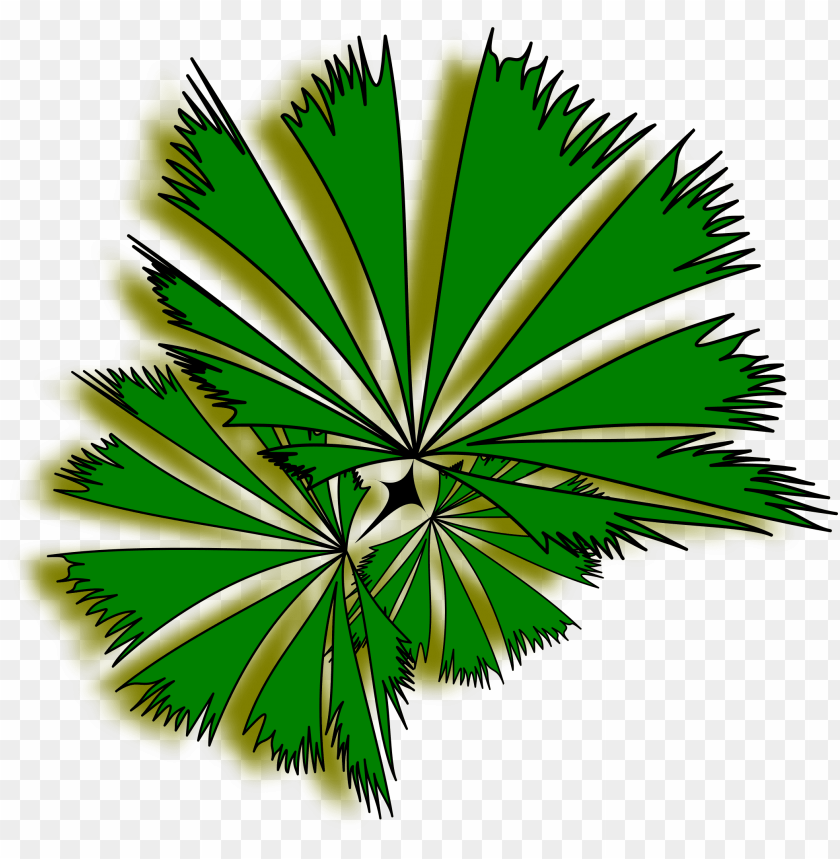 Detail Palm Tree Top View Png Nomer 36