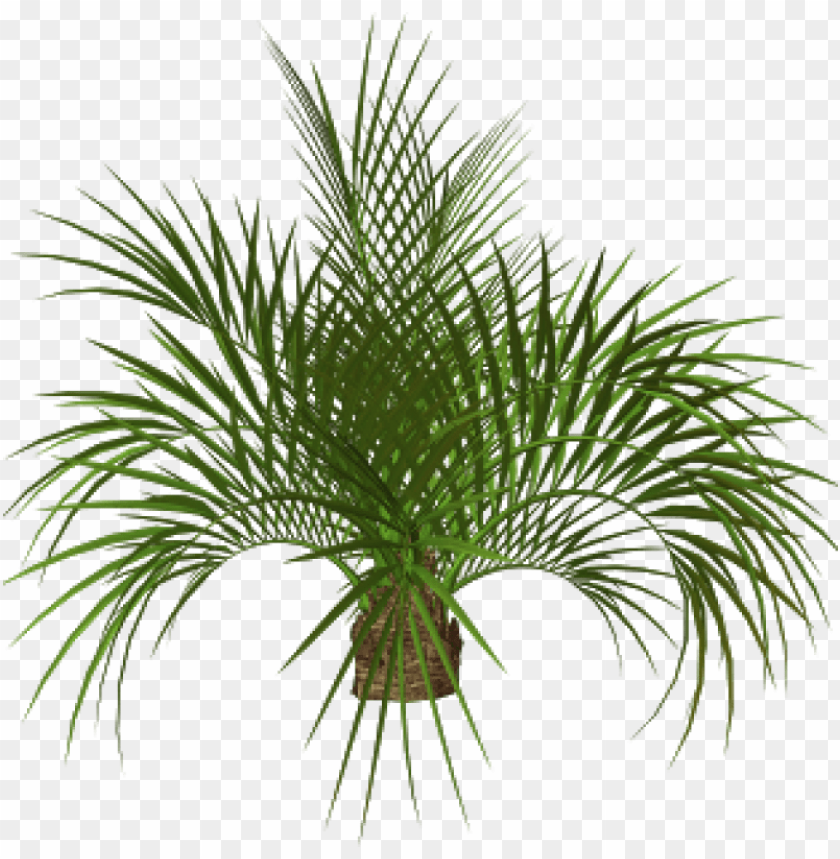 Detail Palm Tree Top View Png Nomer 47