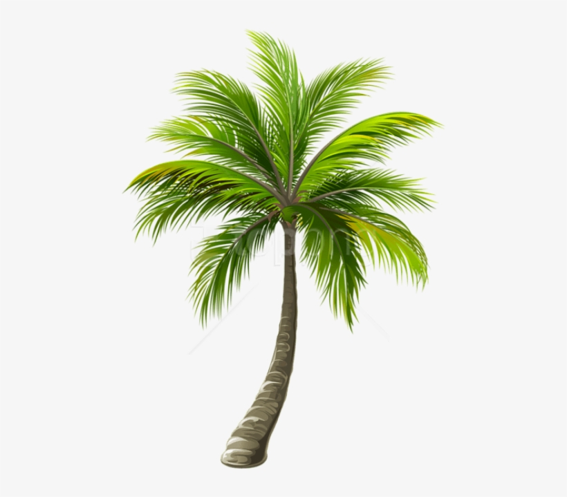 Detail Palm Tree Top View Png Nomer 50