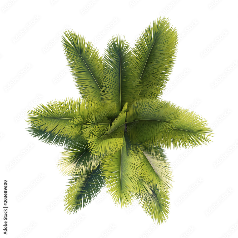 Detail Palm Tree Top View Png Nomer 55