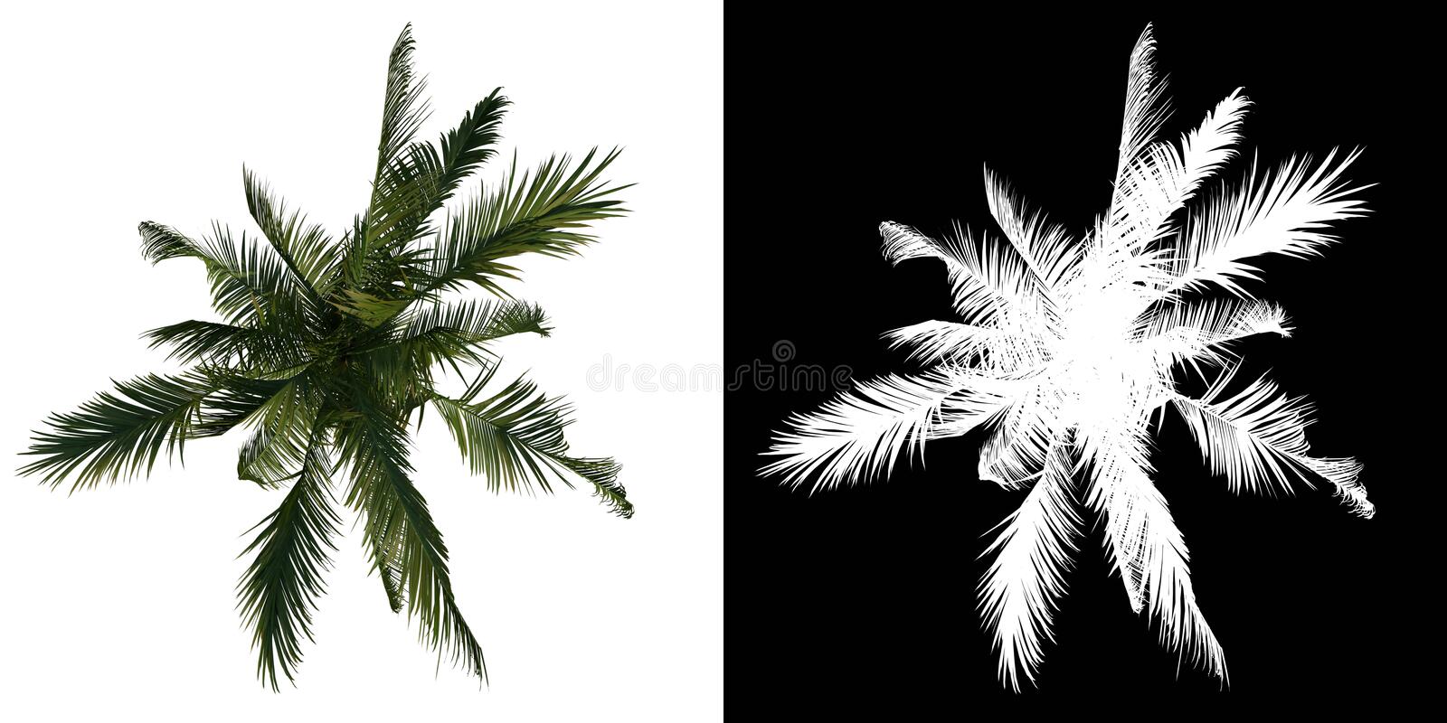 Detail Palm Tree Top View Png Nomer 56