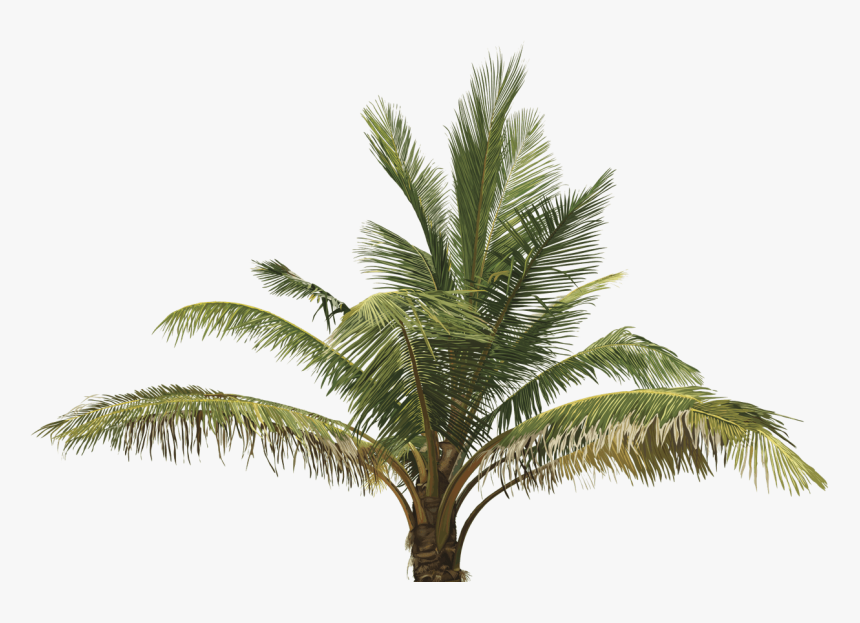 Detail Palm Tree Top View Png Nomer 58