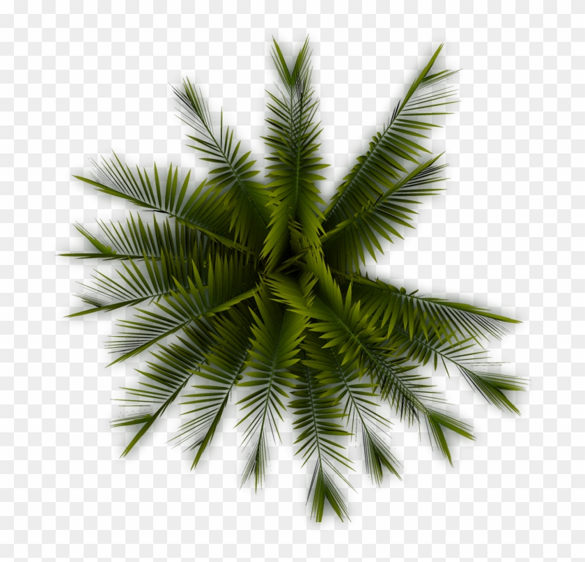 Detail Palm Tree Top View Png Nomer 10