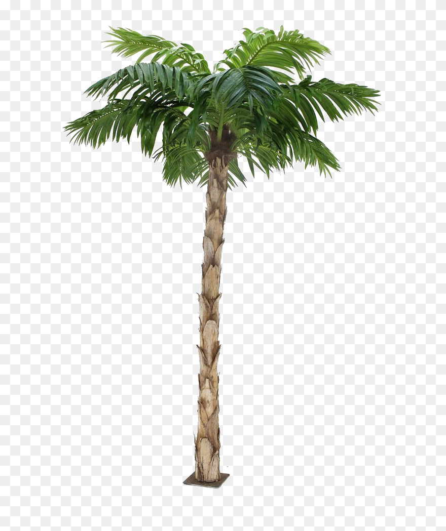 Detail Palm Tree Transparent Nomer 29