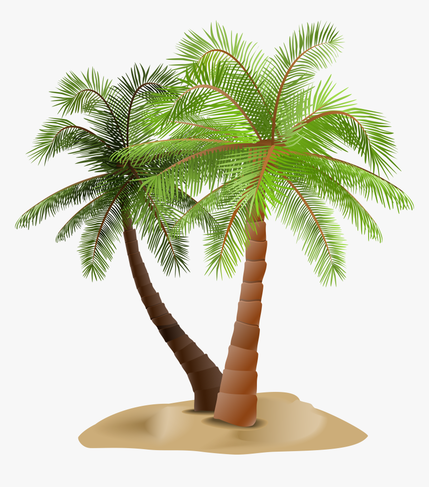 Detail Palm Tree Transparent Nomer 42