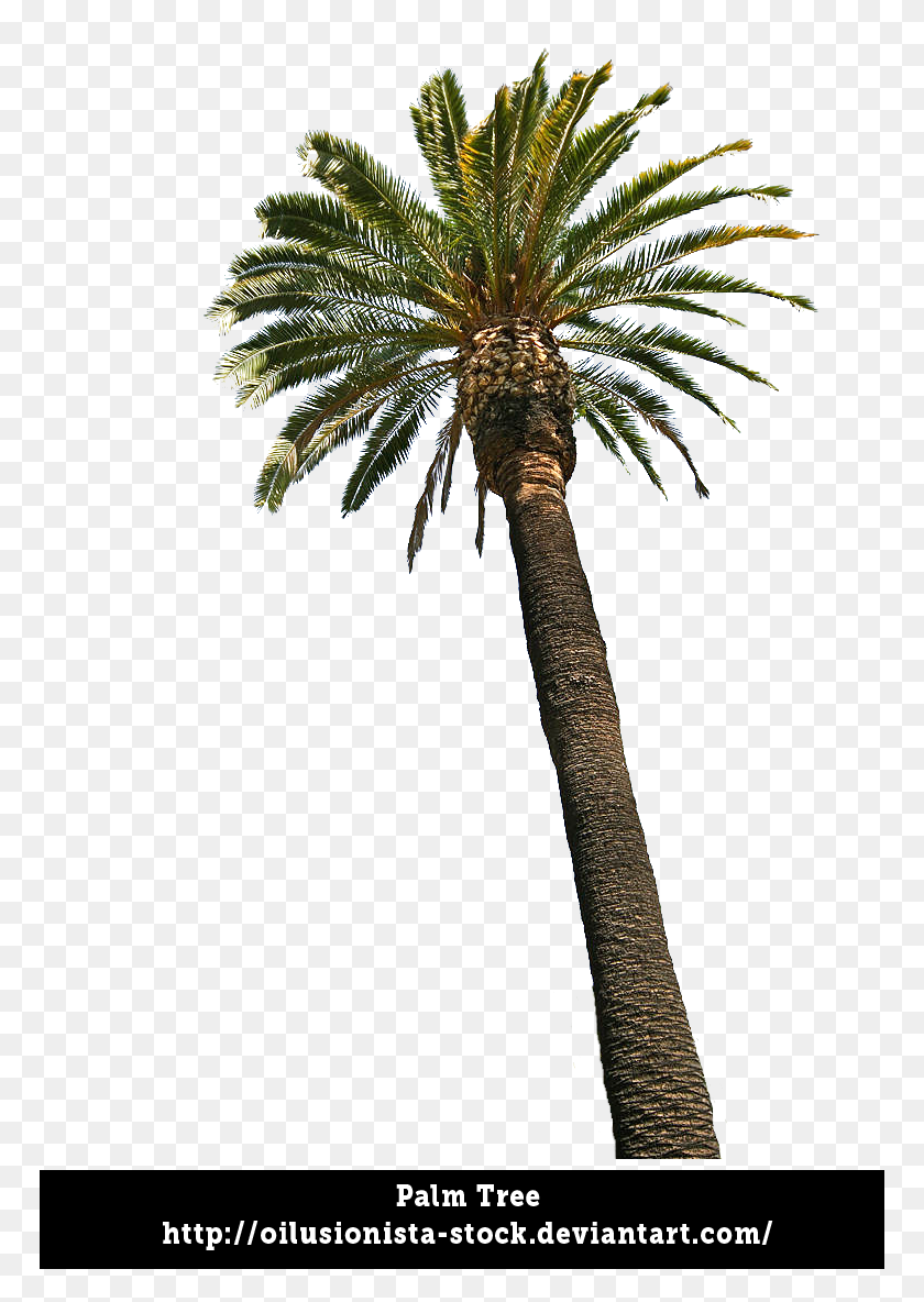 Detail Palm Tree Transparent Nomer 43