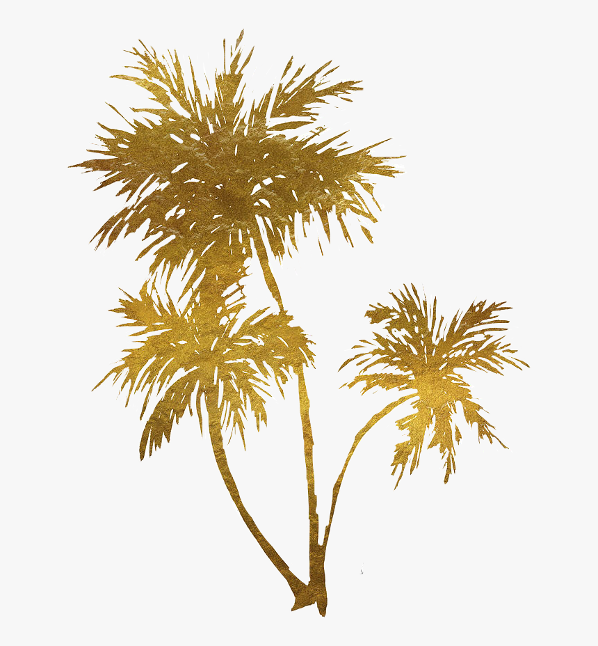 Detail Palm Tree Transparent Nomer 44