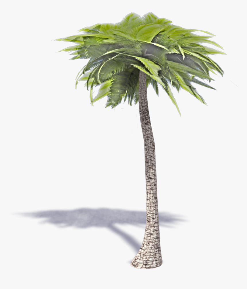 Detail Palm Tree Transparent Nomer 49