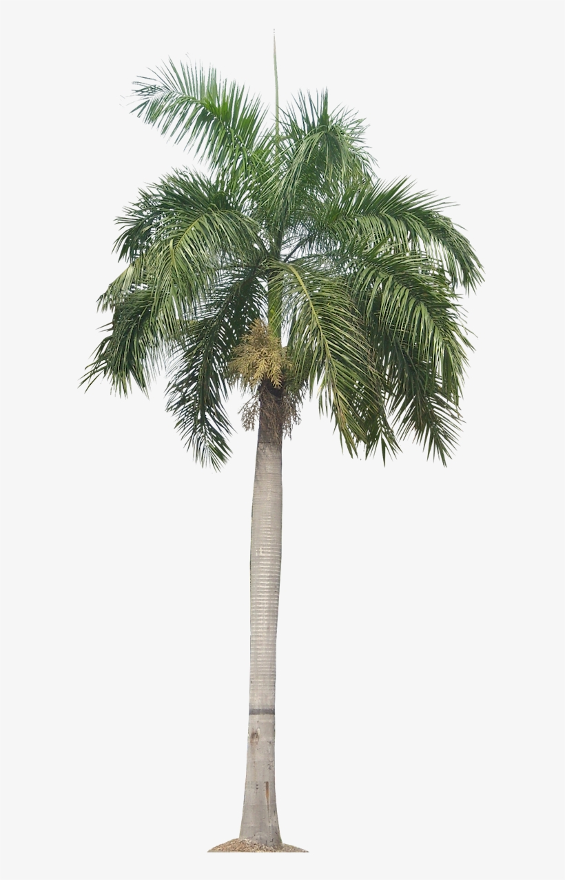 Detail Palm Tree Transparent Nomer 51