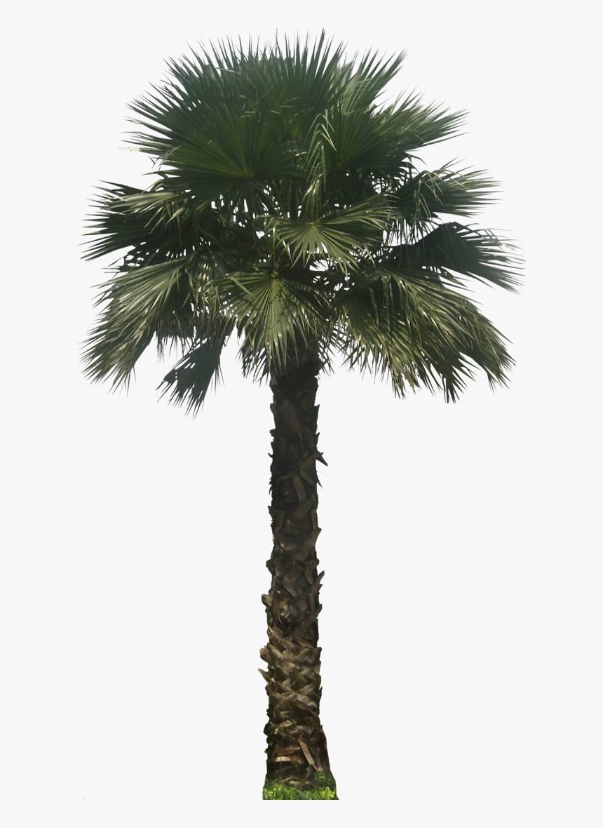 Detail Palm Tree Transparent Nomer 54