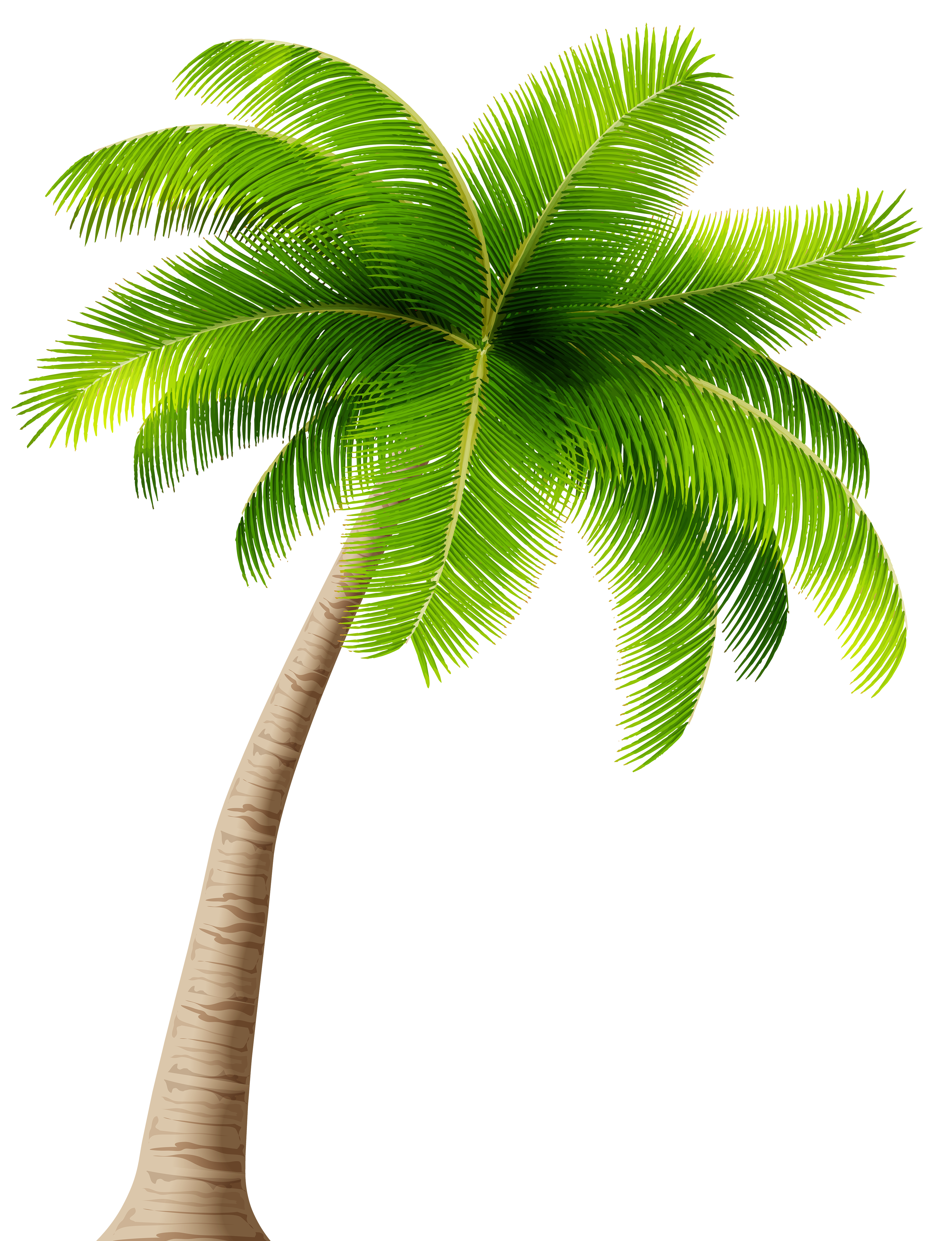 Detail Palm Tree Transparent Nomer 7