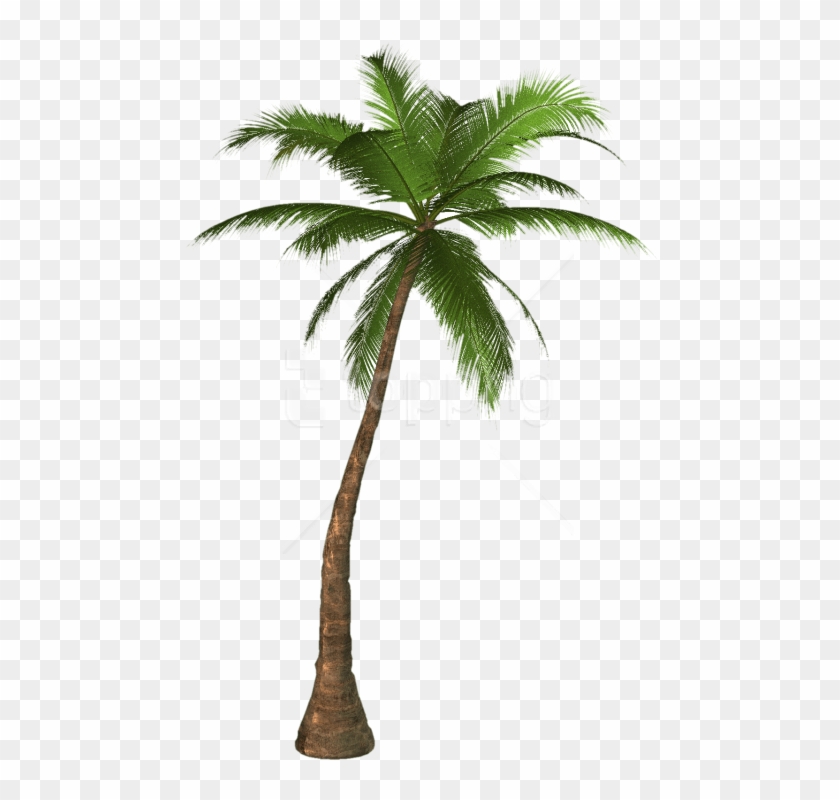 Detail Palm Tree Transparent Background Nomer 18