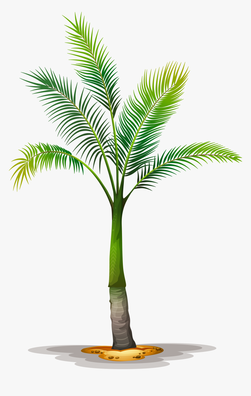 Detail Palm Tree Transparent Background Nomer 26