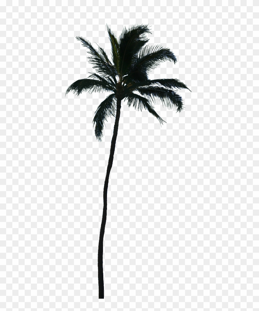 Detail Palm Tree Transparent Background Nomer 33
