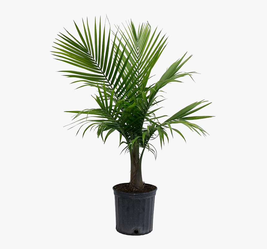 Detail Palm Tree Transparent Background Nomer 36