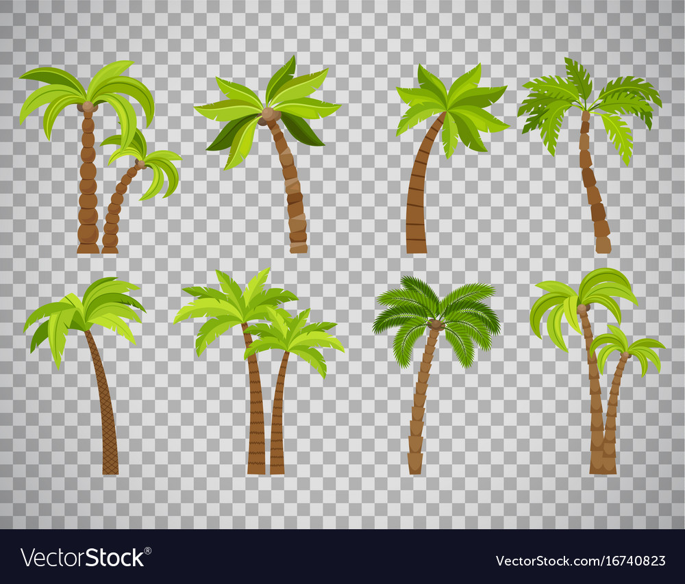 Detail Palm Tree Transparent Background Nomer 37