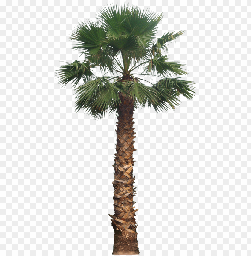Detail Palm Tree Transparent Background Nomer 39