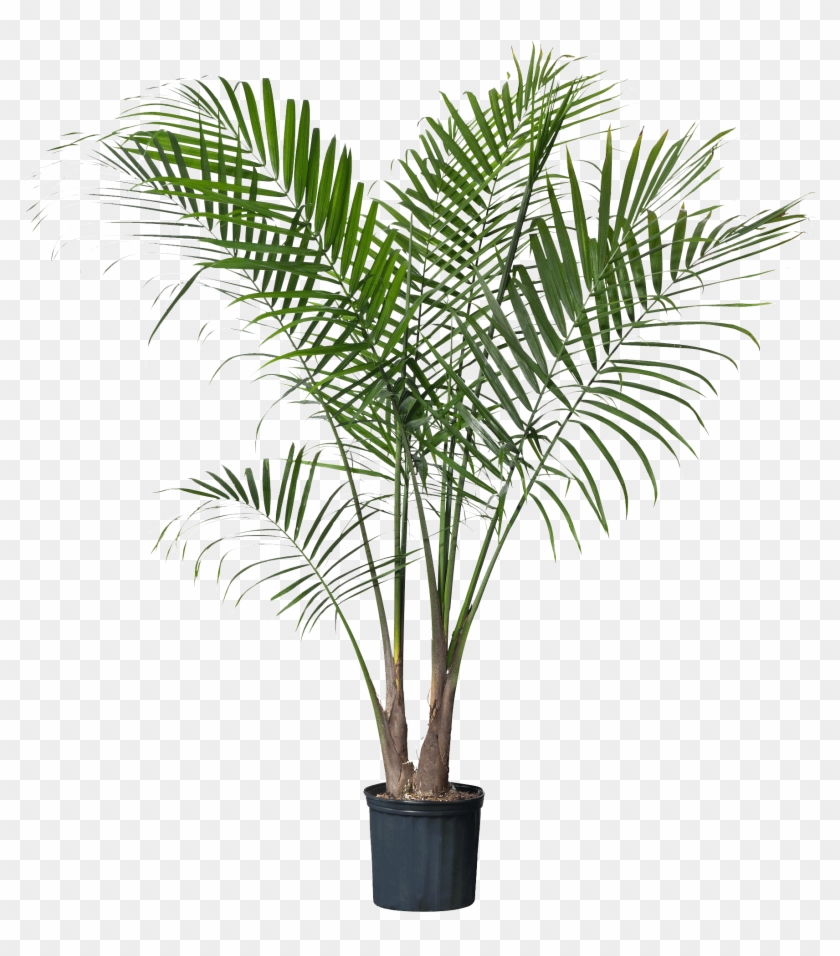 Detail Palm Tree Transparent Background Nomer 40