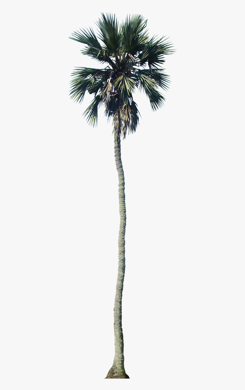 Detail Palm Tree Transparent Background Nomer 51