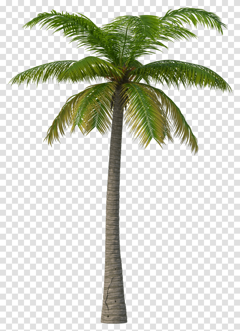 Detail Palm Tree Transparent Background Nomer 54