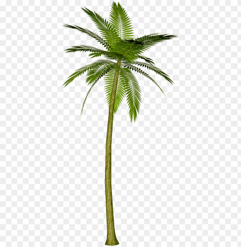 Detail Palm Tree Transparent Background Nomer 10