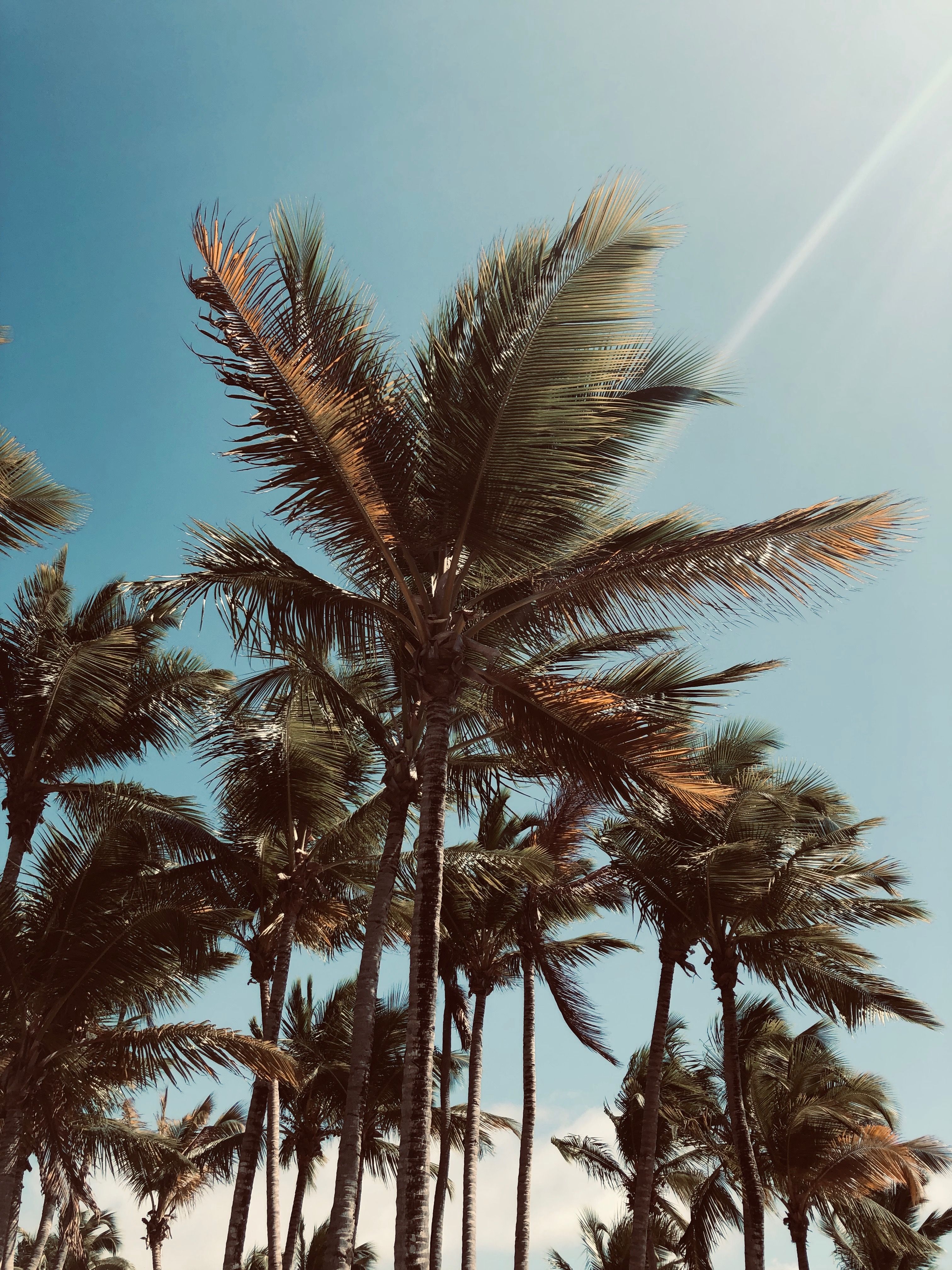 Palm Tree Tumblr - KibrisPDR