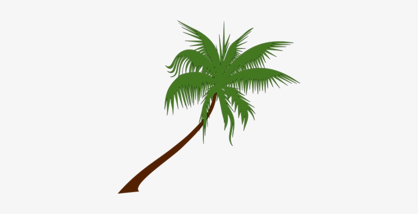 Download Palm Tree With Coconuts Clipart Nomer 46