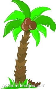 Download Palm Tree With Coconuts Clipart Nomer 8