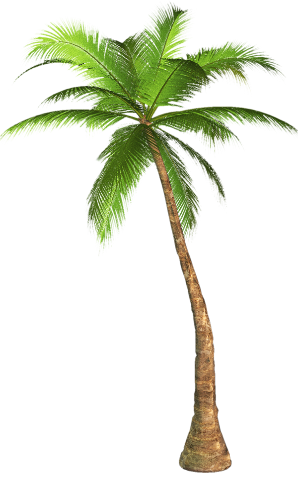 Palm Tree With Transparent Background - KibrisPDR