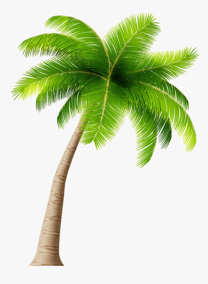 Detail Palm Tree With Transparent Background Nomer 12