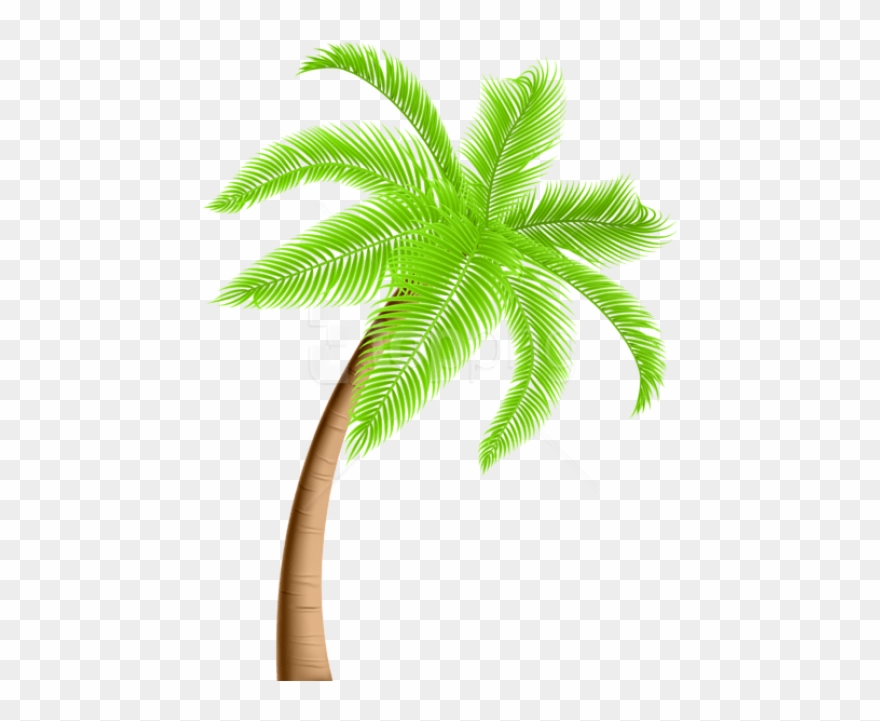 Detail Palm Tree With Transparent Background Nomer 13