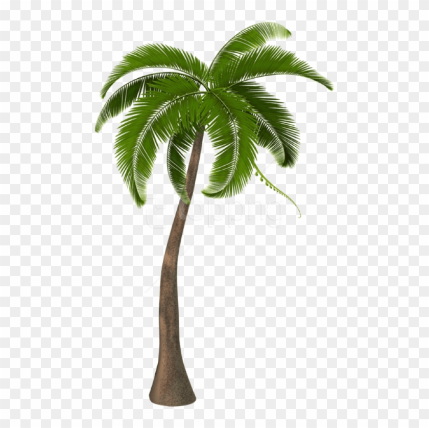 Detail Palm Tree With Transparent Background Nomer 15