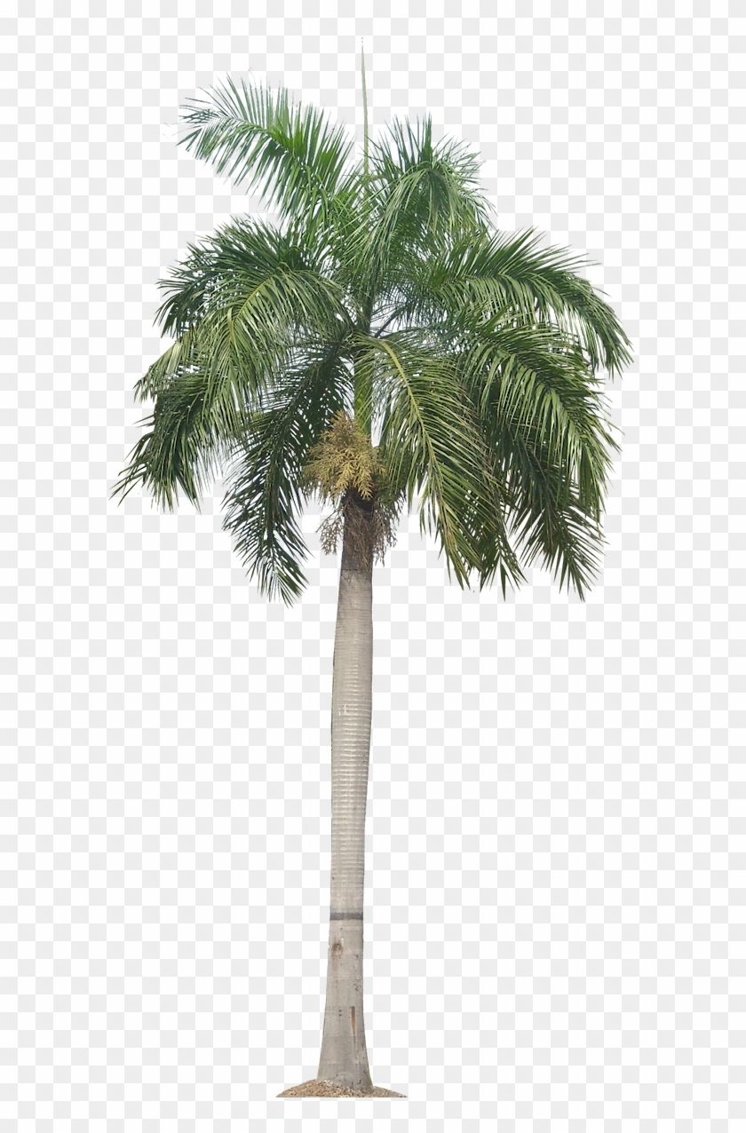 Detail Palm Tree With Transparent Background Nomer 16